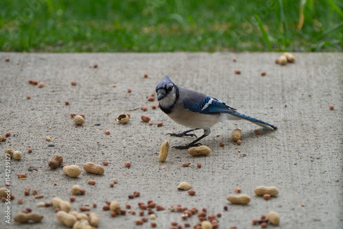 Blue jay, bird in the background grabs peanuts and other nuts in the yard against the background of grass
