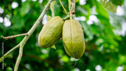 Pachira aquatica (Malabar chestnut, French peanut, Pumpo, Jelinjoche, Money tree, Money plant, serissa japonica). This tree is sold with braided trunks and is commonly grown as an ornamental plant. photo