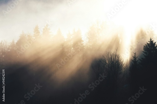 sunrise in the forest