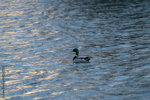 Mallard, male duck on the lake