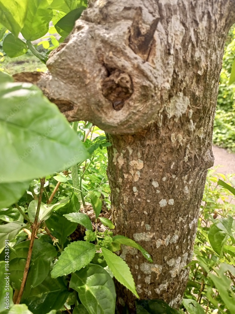 The bark of woody plants is called bark. What is commonly called bark includes a number of different tissues. Cork is an external secondary tissue that is impermeable to water and gas, and is also The bark of woody plants is called bark. What is commonly called bark includes a number of different tissues. Cork is an external secondary tissue that is impermeable to water and gas, and is also