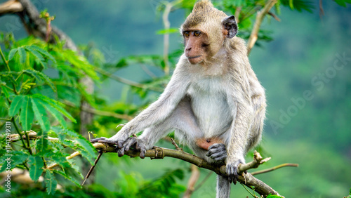 Baby Macaca fascicularis (kera ekor panjang, monyet ekor panjang, long-tailed macaque, crab-eating monkey, cynomolgus macaque) on the tree