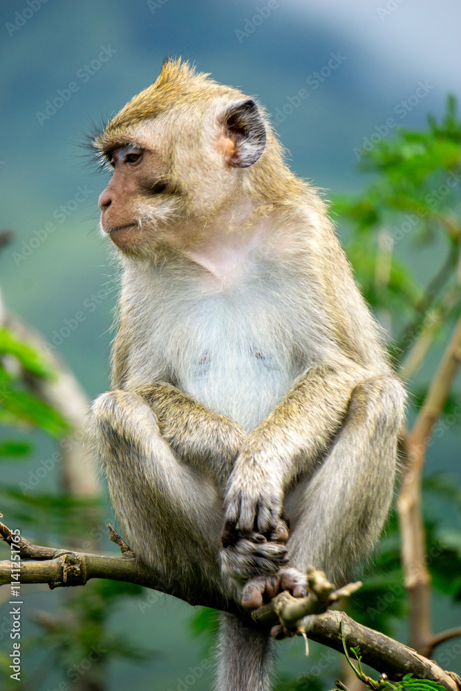 Fototapeta premium Baby Macaca fascicularis (kera ekor panjang, monyet ekor panjang, long-tailed macaque, crab-eating monkey, cynomolgus macaque) on the tree