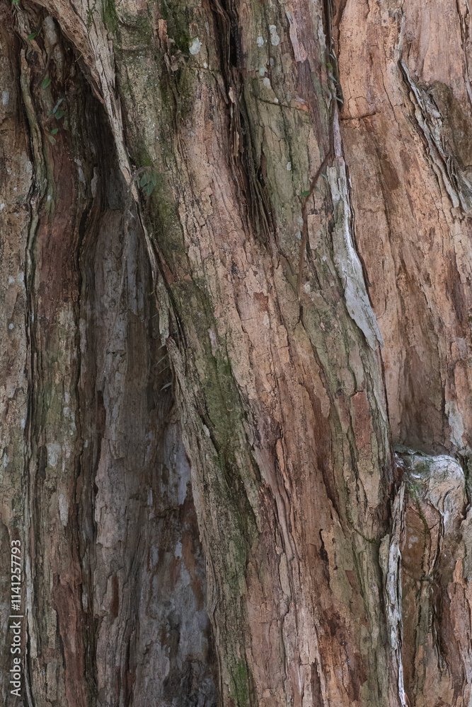 The rugged bark of Eugenia astringens displays a variety of earthy tones with visible layers and grooves. Vertical lines and natural textures create an organic pattern. This tree is endemic to Brazil The rugged bark of Eugenia astringens displays a variety of earthy tones with visible layers and grooves. Vertical lines and natural textures create an organic pattern. This tree is endemic to Brazil