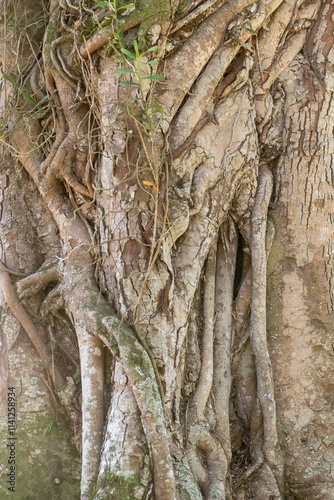 Thick, gnarled tree roots of the fig tree intertwine in a complex pattern, creating a rugged texture on the trunk. Some green leaves are visible, adding a touch of color to the earthy tones. photo