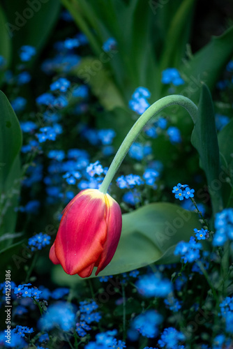 A wilting, sad tulip in nature, illustrating the concept of sadness and depression