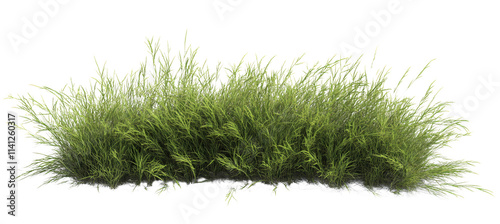 green grass bush, lush foliage on transparent background photo