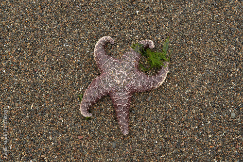 A seastar on the sand holding an alagae, centered, predominant color is brown