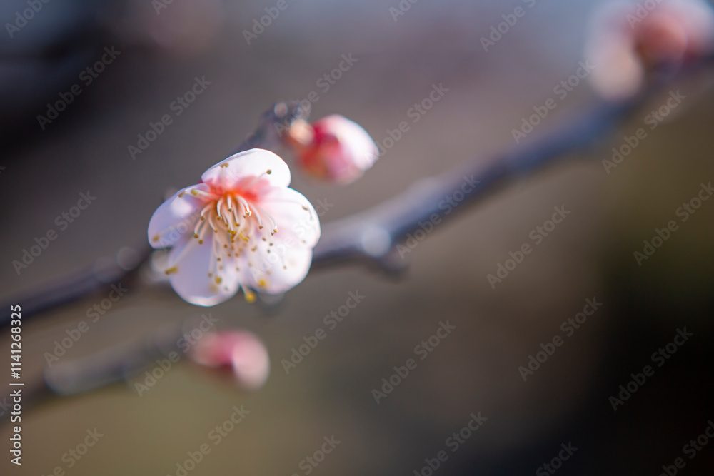 梅の花をクローズアップ