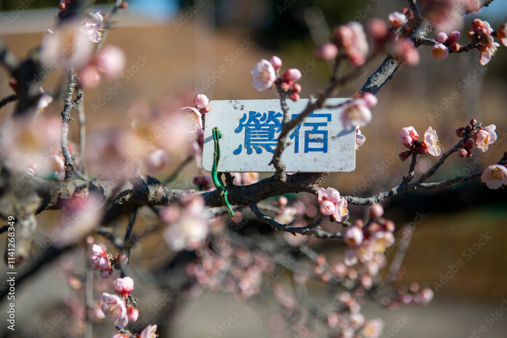 梅の花をクローズアップ