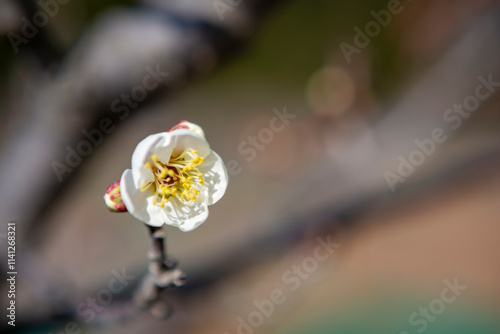 梅の花をクローズアップ
