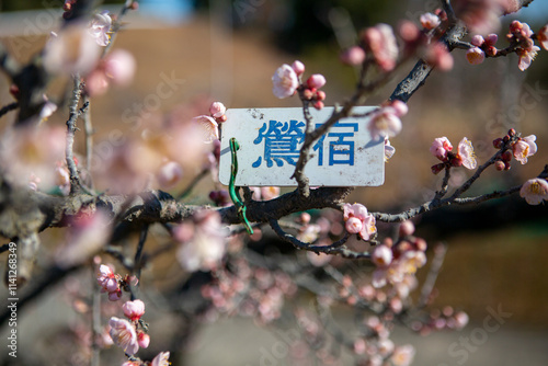 Obraz na płótnie 梅の花をクローズアップ
w salonie