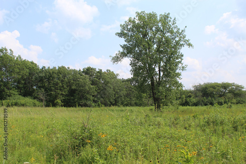 Fototapeta Naklejka Na Ścianę i Meble -  Single cottonwood tree with yellow wildflowers in front of it in a meadow at Somme Prairie Nature Preserve in Northbrook, Illinois