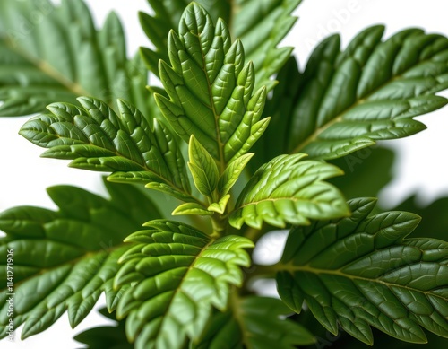 Lush green leaves radiate from a central point, forming a vibrant ring against a crisp white backdrop, with a subtle shadow adding depth to the right side