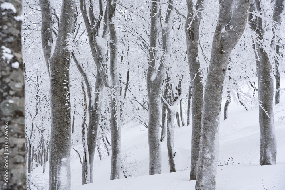 厳冬のブナの森