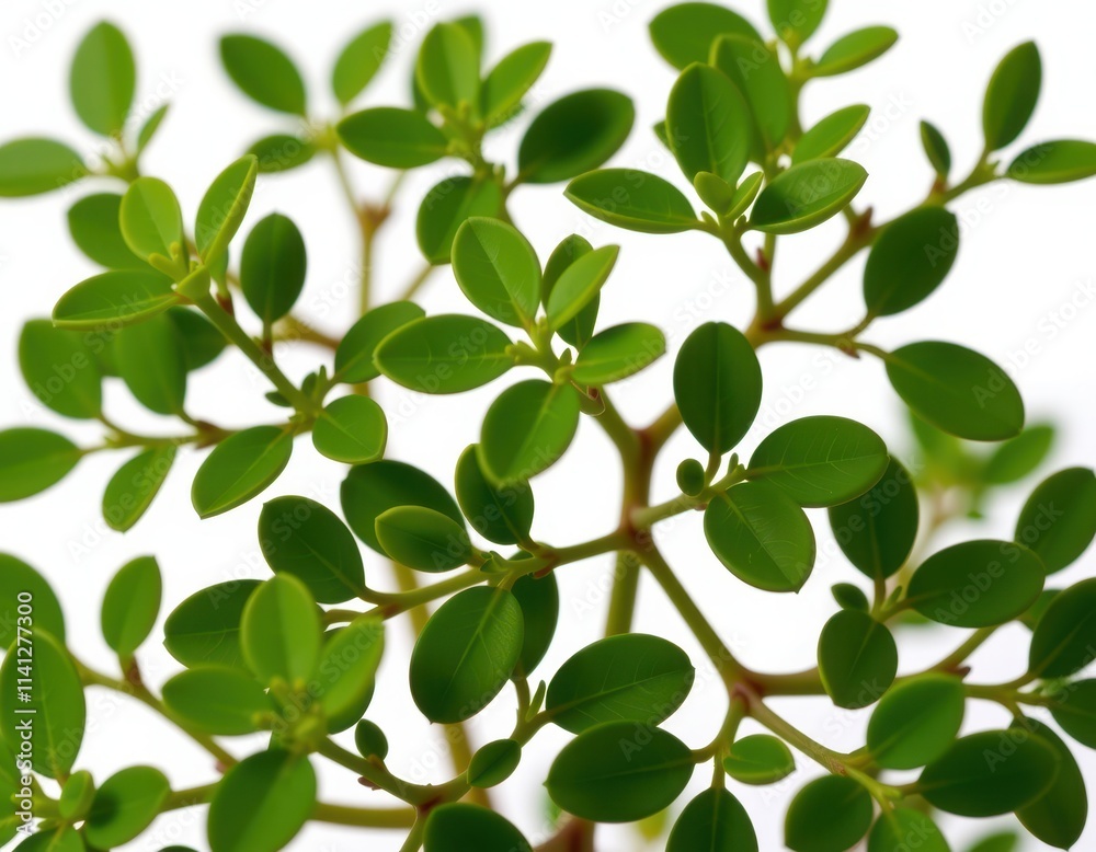 A lush, vibrant plant with emerald-green leaves and slender, honey-colored stems against a soft, wispy cloud backdrop A lush, vibrant plant with emerald-green leaves and slender, honey-colored stems against a soft, wispy cloud backdrop