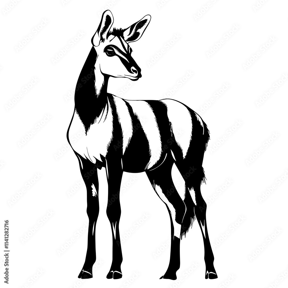 Obraz premium Black and white illustration of a young zebra.