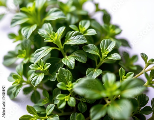 A lush, emerald-green plant bursts with vibrant leaves in a perfect circular arrangement, set against a crisp white background, its soft shadow hinting at depth and dimension