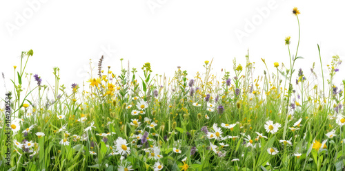PNG Border grass and flowers row panorama backgrounds grassland outdoors.