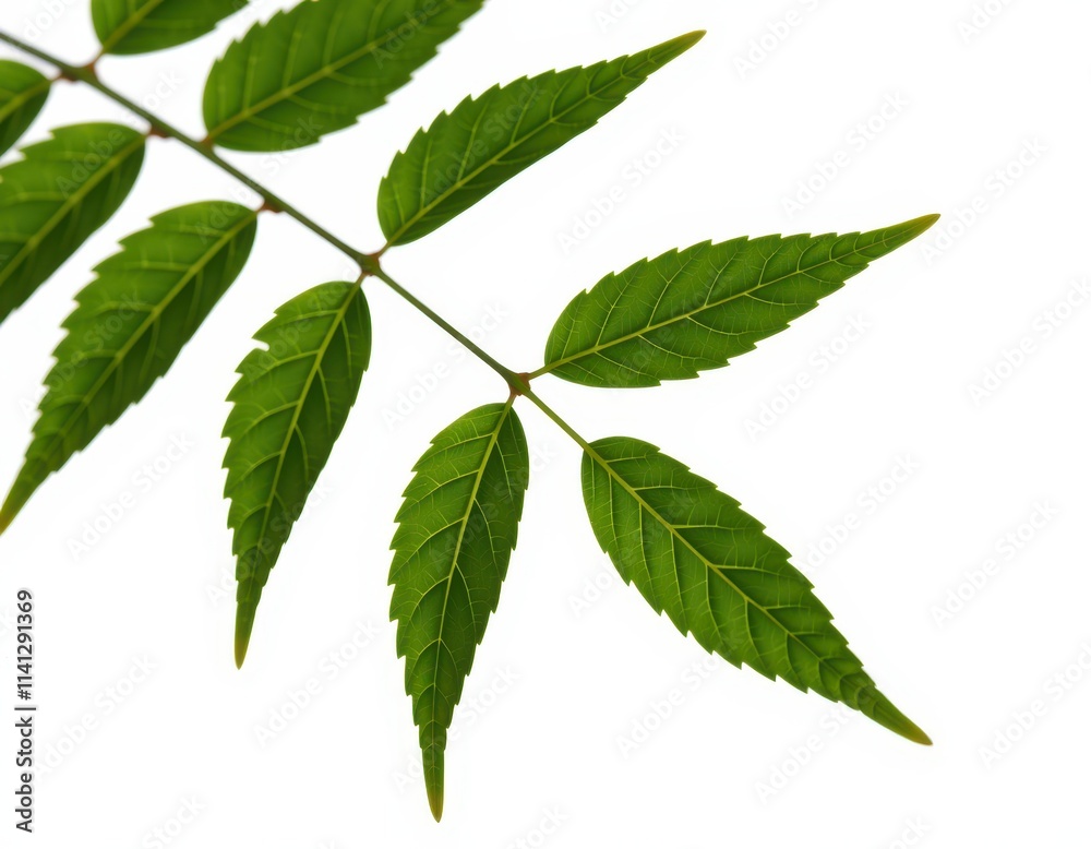 A lush green stem stretches diagonally, supporting six delicate leaves that cascade upwards in a vibrant display of nature's beauty A lush green stem stretches diagonally, supporting six delicate leaves that cascade upwards in a vibrant display of nature's beauty