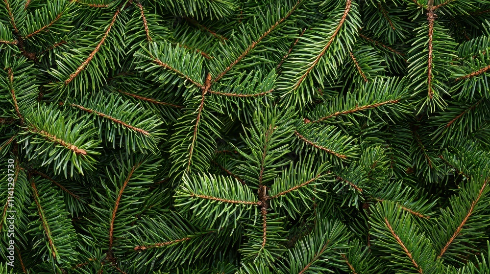 Christmas tree branches backgroundChristmas tree branches background Christmas tree branches backgroundChristmas tree branches background