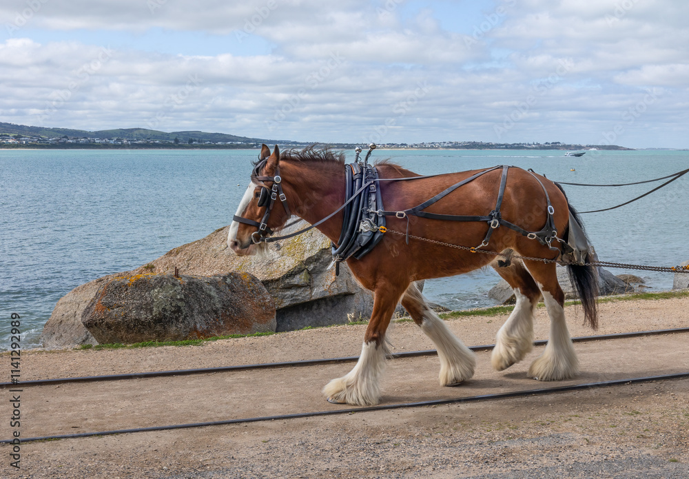 An Australian draught horse with furry fetlocks working on a tramway on a causeway next to large granite rocks and the sea at Victor Harbor on the Fleurieu Peninsula in South Australia. An Australian draught horse with furry fetlocks working on a tramway on a causeway next to large granite rocks and the sea at Victor Harbor on the Fleurieu Peninsula in South Australia.
