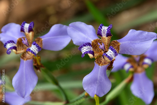 Neomarica caerulea or Walking Iris photo