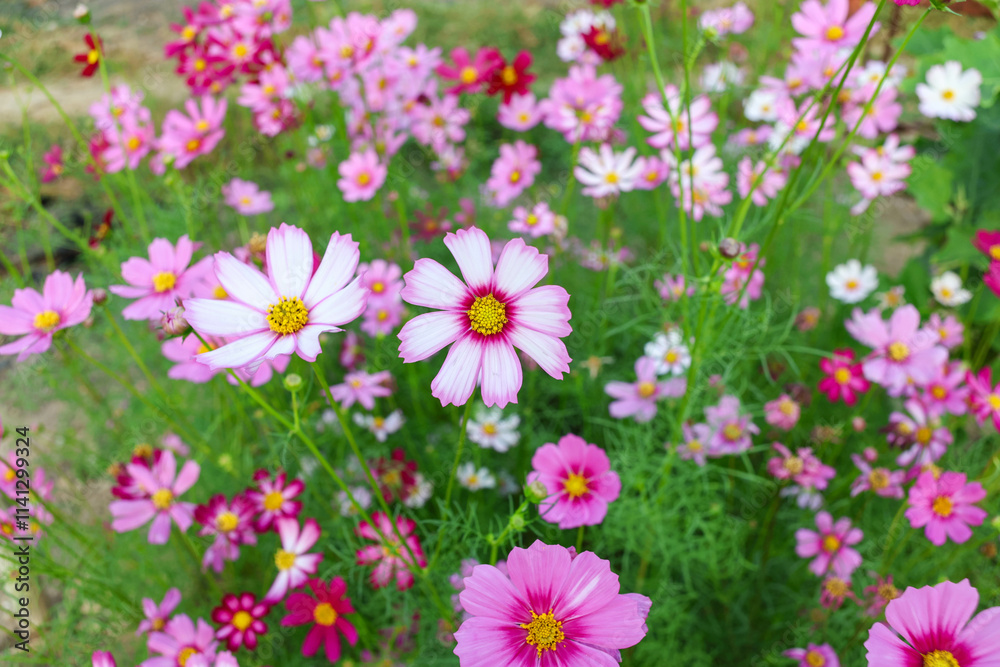 Cosmos flowers in the Cosmos garden Cosmos flowers in the Cosmos garden