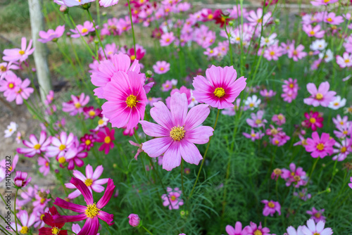 Cosmos flowers in the Cosmos garden