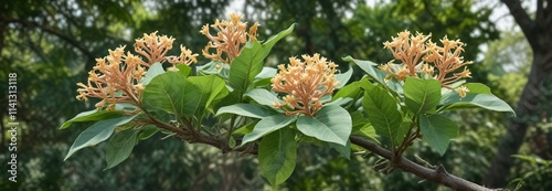 Large leaves of Akondo Flower Giant Milkweed on a tree branch, forest landscape, herbaceous plant, giant milkweed photo