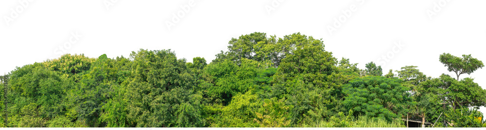Forest and foliage in summer isolated on transparent background with cut path and alpha channel, high resolution. Forest and foliage in summer isolated on transparent background with cut path and alpha channel, high resolution.