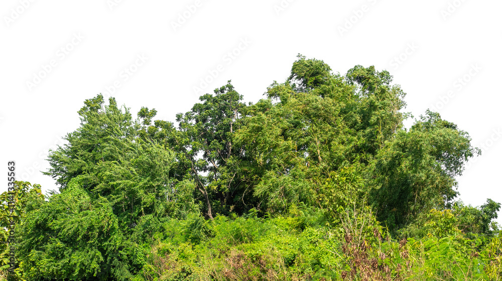 Forest and foliage in summer isolated on transparent background with cut path and alpha channel, high resolution. Forest and foliage in summer isolated on transparent background with cut path and alpha channel, high resolution.