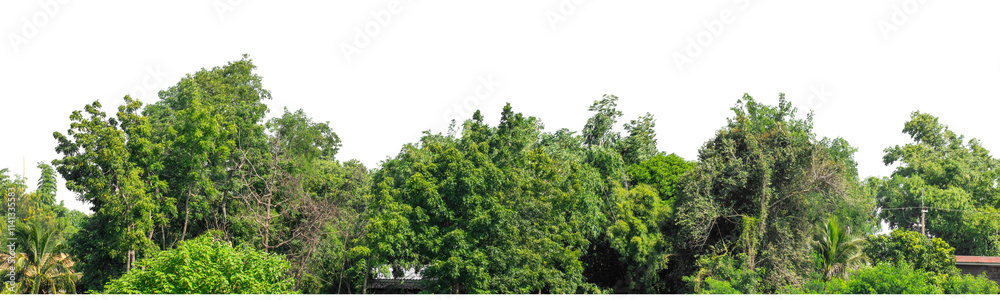 Fototapeta premium Forest and foliage in summer isolated on transparent background with cut path and alpha channel, high resolution.