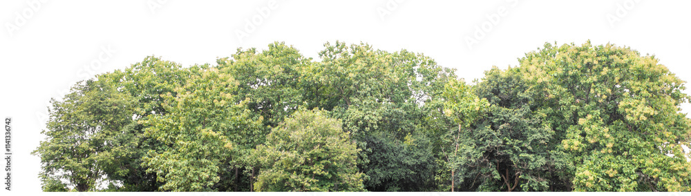 Forest and foliage in summer isolated on transparent background with cut path and alpha channel, high resolution. Forest and foliage in summer isolated on transparent background with cut path and alpha channel, high resolution.
