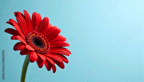 Wallpaper Mural A vibrant red gerbera daisy stands out against a serene light blue backdrop, its petals unfurling in a captivating display of nature's artistry. Torontodigital.ca