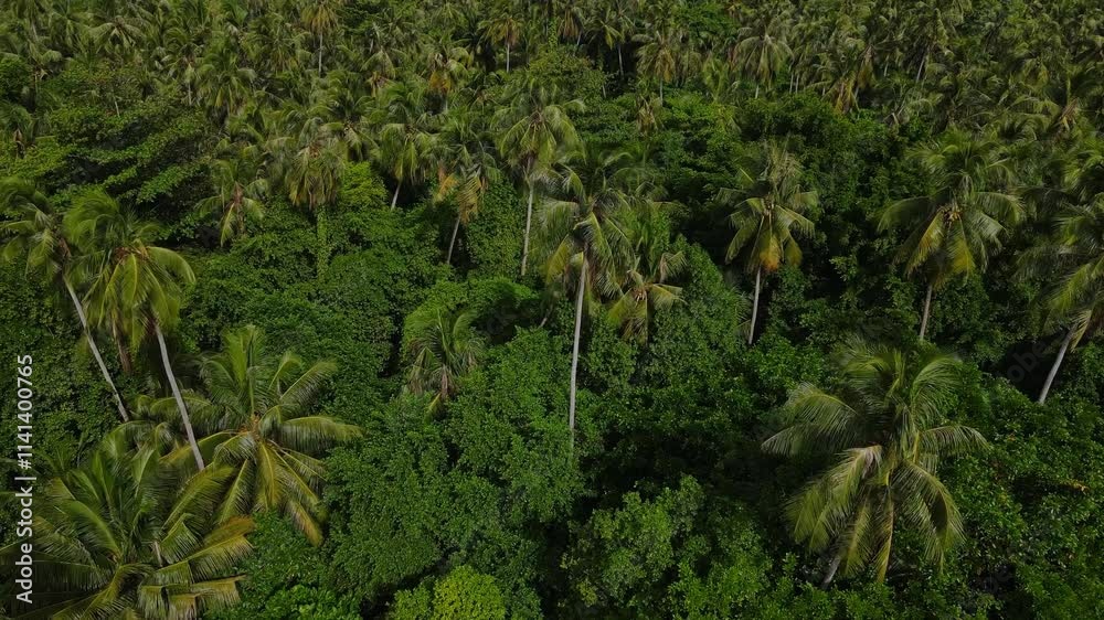 Tropical island full of palm trees, Tropical jungle, Indonesia