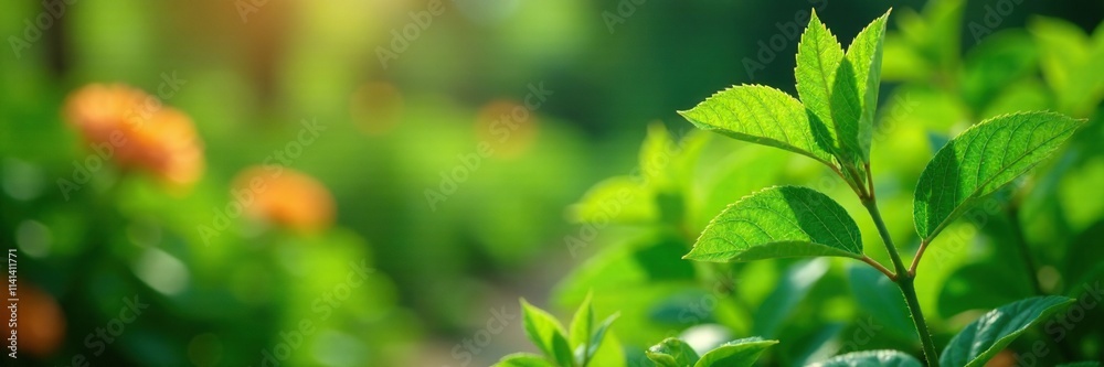 Green jojoba leaves in a garden with lush vegetation and flowers, verdant, lush, greenery Green jojoba leaves in a garden with lush vegetation and flowers, verdant, lush, greenery