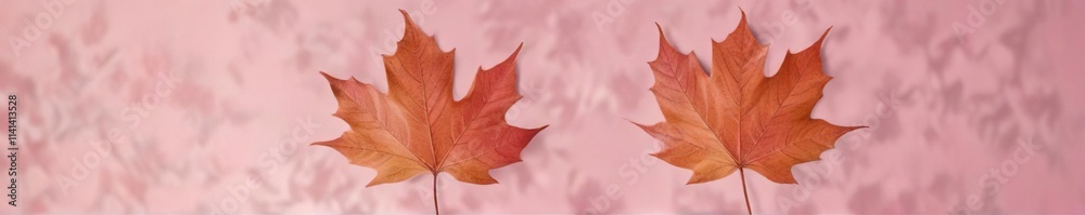 Individual maple leaf isolated on a pale pink background, fall leaf, autumn leaf, pastel pink Individual maple leaf isolated on a pale pink background, fall leaf, autumn leaf, pastel pink