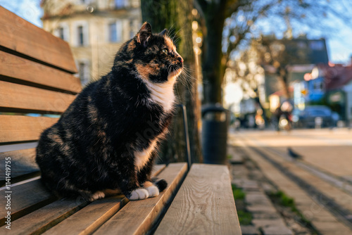 Cat sits gracefully on a wooden bench basking in the warm afternoon sunlight with a lively street scene in the background showcasing urban life
