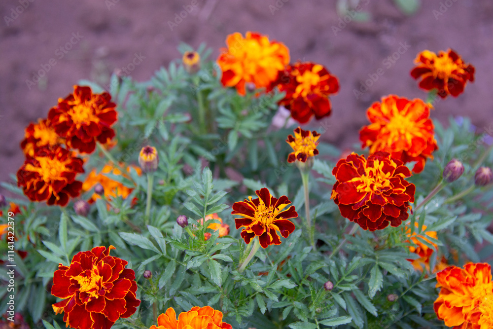 Red-yellow marigolds in a flowerbed in summer Red-yellow marigolds in a flowerbed in summer