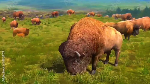 American bison 3d view