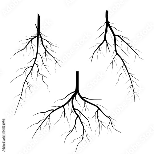 set of black roots
