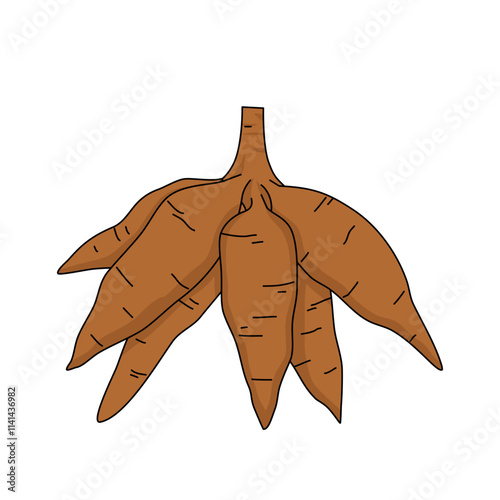 cassava root illustration