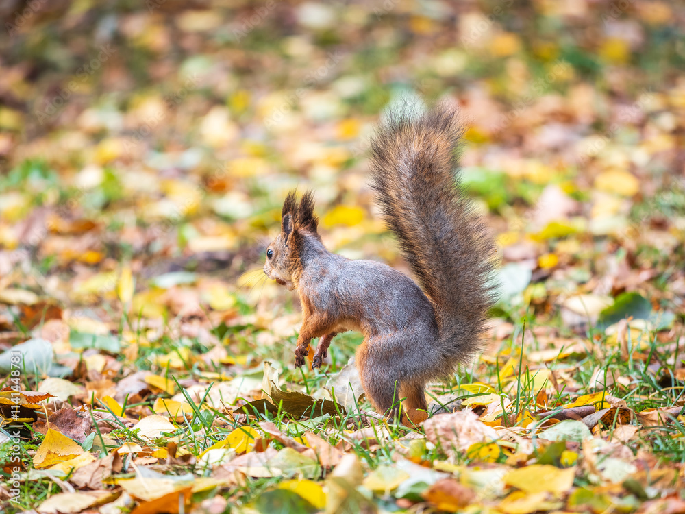 Squirrel in autumn hides nuts on the green grass with fallen yellow leaves Squirrel in autumn hides nuts on the green grass with fallen yellow leaves