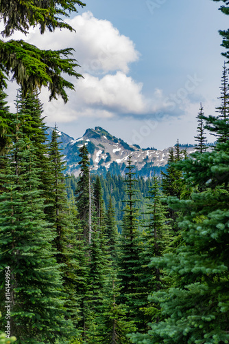 Forest nature. Nature in mountain countryside. Scenery landscape of mountain. Scenery autumn countryside. Tahoma mountain landscape with forest. Mount Rainier mountain landscape. Idyllic scenery photo