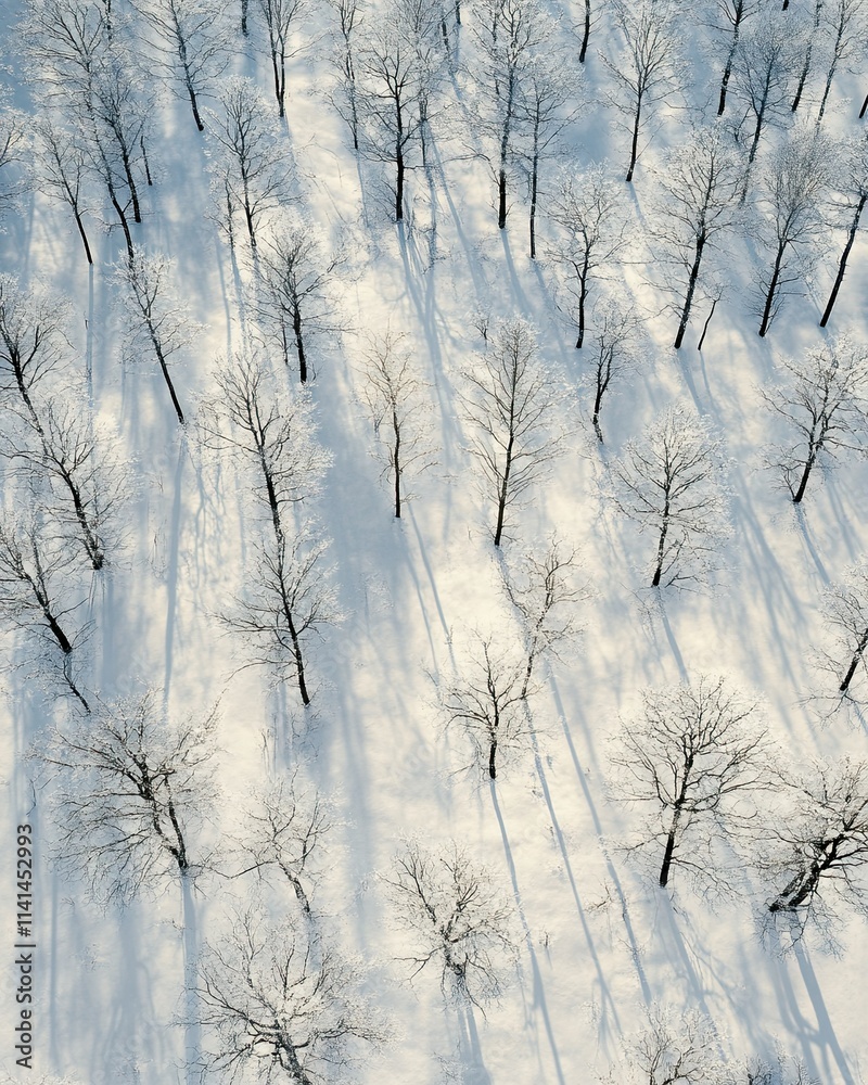 Obraz premium Aerial photo of forest in winter, birch trees, dark brown and gray tones