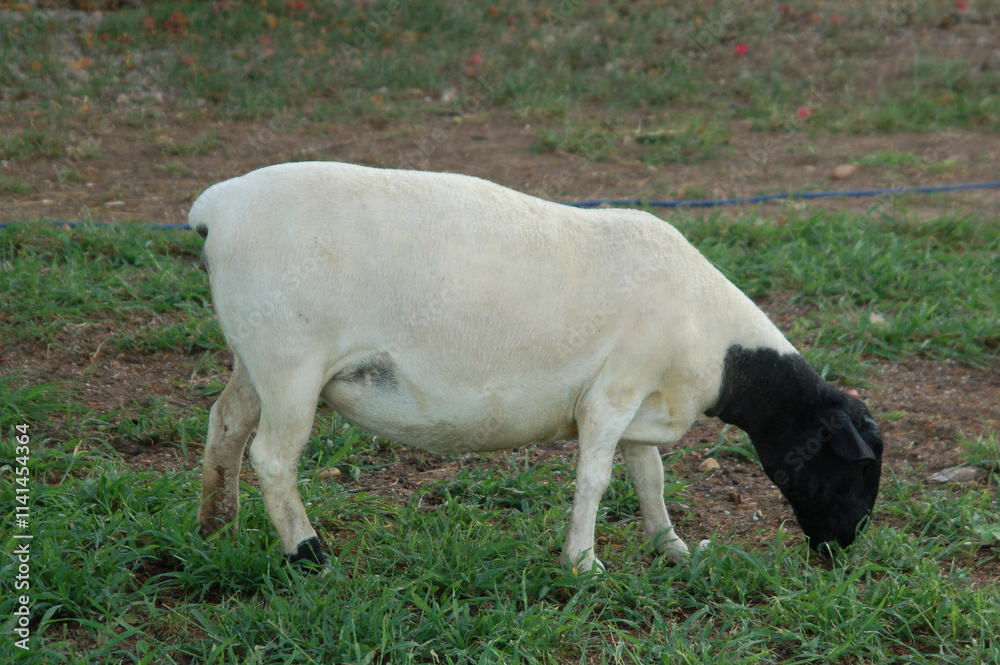 Obraz premium female dorper ram very awarded in Brazil. The Dorper is a breed developed in South Africa