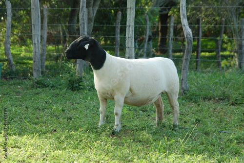 female dorper ram very awarded in Brazil. The Dorper is a breed developed in South Africa photo