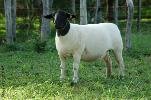 female dorper ram very awarded in Brazil. The Dorper is a breed developed in South Africa photo