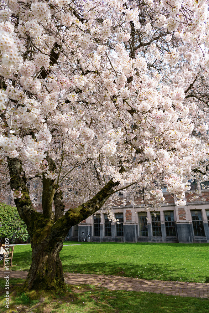 sakura tree flower blooming nature background in spring park sakura tree flower blooming nature background in spring park